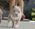 Small Photo #3 American Bully Puppy For Sale in FRANKLIN, KY, USA