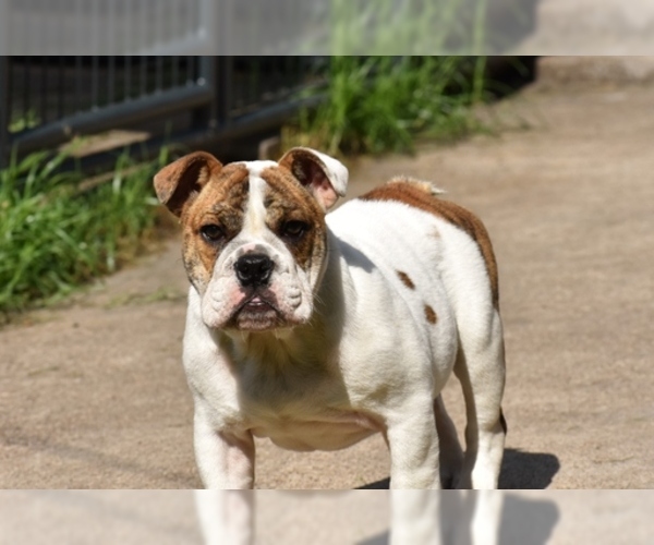 Medium Photo #2 Bulldog Puppy For Sale in MESQUITE, TX, USA