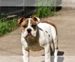 Small Photo #2 Bulldog Puppy For Sale in MESQUITE, TX, USA