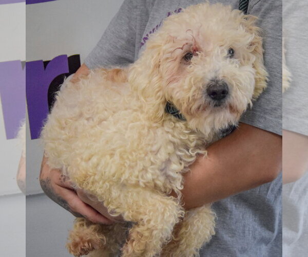 Medium Photo #3 Unknown-Wheaten Terrier Mix Puppy For Sale in Huntley, IL, USA