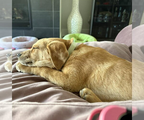 Medium Photo #1 Great Pyrenees-Unknown Mix Puppy For Sale in Denton, TX, USA