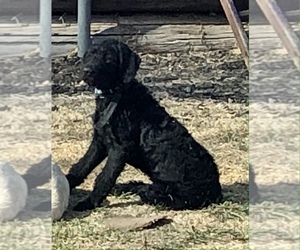 Labradoodle Puppy for sale in CEDAR HILL, TX, USA