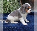 Small #2 Cavalier King Charles Spaniel