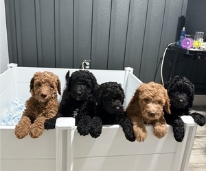 Goldendoodle Puppy for Sale in GIBSONTON, Florida USA