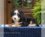 Small #4 Bernedoodle (Miniature)