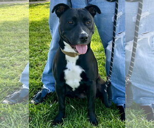Sadie - Female American Pit Bull Terrier-American Staffordshire Terrier Mix Dog for Adoption - Photo #2