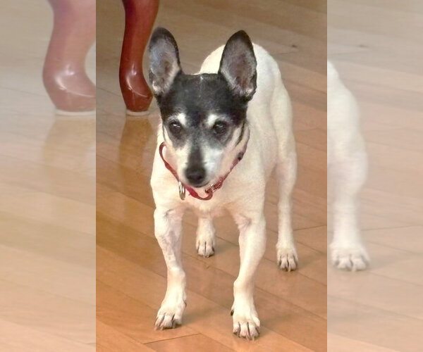Medium Photo #6 Chihuahua-Unknown Mix Puppy For Sale in Boonton, NJ, USA