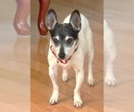Small #5 Chihuahua Mix