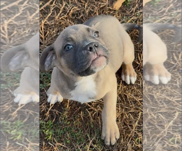 Medium Photo #2 Boxer-Unknown Mix Puppy For Sale in Holly Springs, NC, USA