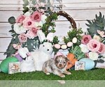 Small Photo #17 Chihuahua Puppy For Sale in CHARLESTON, AR, USA