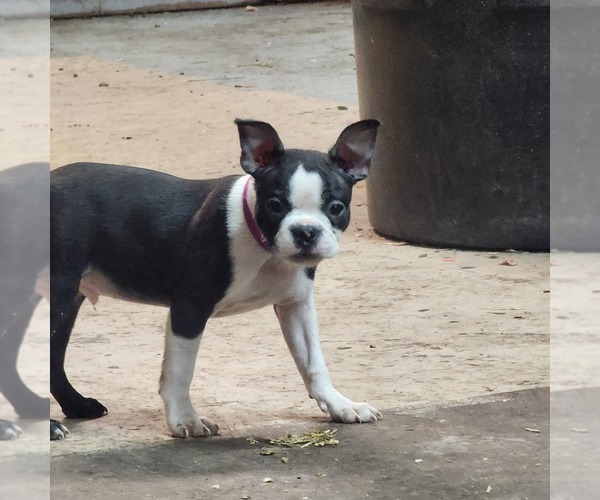 Medium Photo #7 Boston Terrier Puppy For Sale in AFTON, WY, USA
