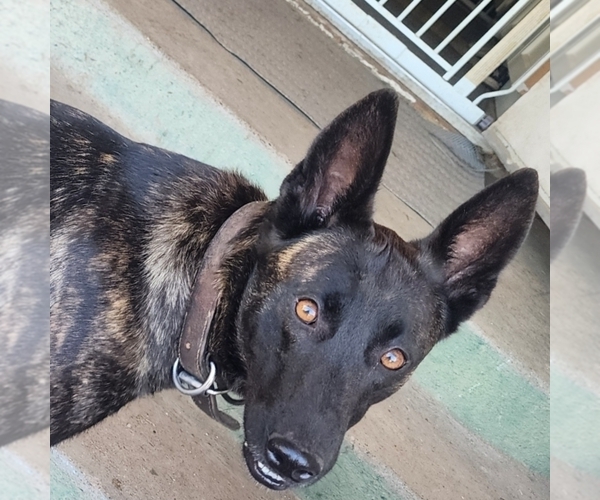 Medium Photo #1 Dutch Shepherd Dog Puppy For Sale in SACRAMENTO, CA, USA