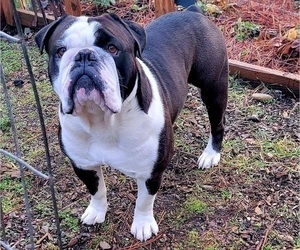 Father of the Olde English Bulldogge puppies born on 03/19/2026