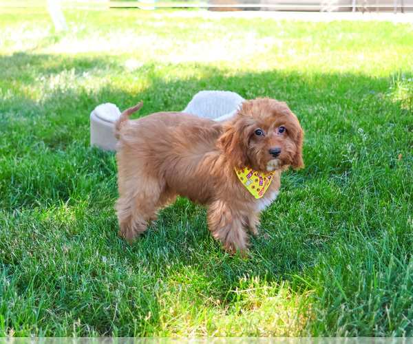 Medium Photo #3 Cavapoo (Miniature) Puppy For Sale in SYRACUSE, IN, USA