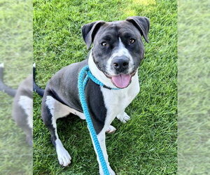 Labrador Retriever-Unknown Mix Dogs for adoption in Sacramento, CA, USA