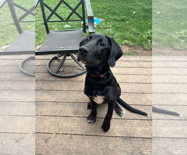 Medium Photo #6 Labrador Retriever-Unknown Mix Puppy For Sale in Fort Collins, CO, USA