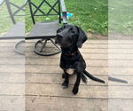 Small #5 Labrador Retriever Mix