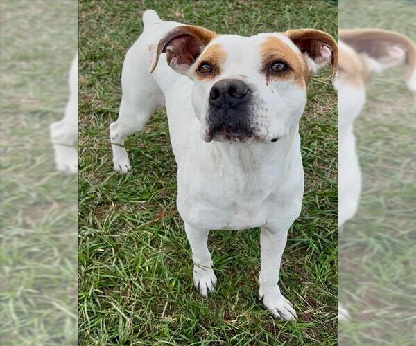 Medium Photo #1 Boxer-Pointer Mix Puppy For Sale in Conroe, TX, USA