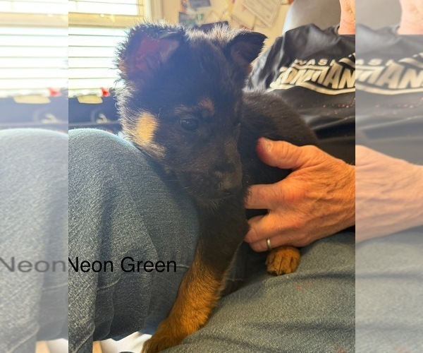 Medium Photo #1 German Shepherd Dog Puppy For Sale in SPRING HOPE, NC, USA
