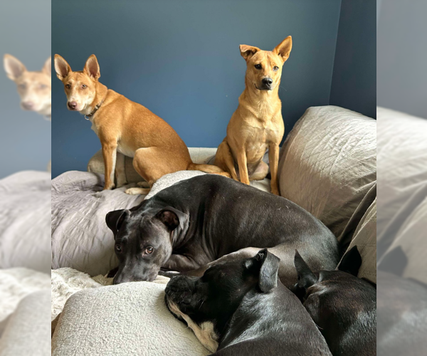 Medium Photo #3 Carolina Dog-Unknown Mix Puppy For Sale in Cary, NC, USA