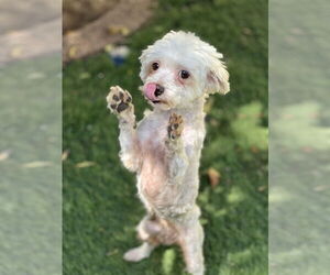 Maltipoo Dogs for adoption in Dana Point, CA, USA