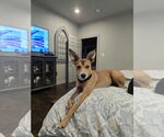 Small #3 Basenji Mix