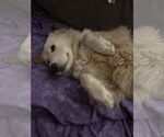 Small #2 Golden Pyrenees