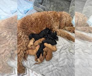 Doxiepoo (Miniature)-Goldendoodle Mix Puppy for sale in WESTON, FL, USA