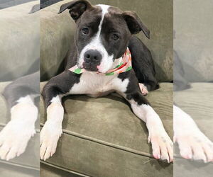 AC - Ripple - Male American Pit Bull Terrier-Beagle Mix Dog for Adoption - Photo #7