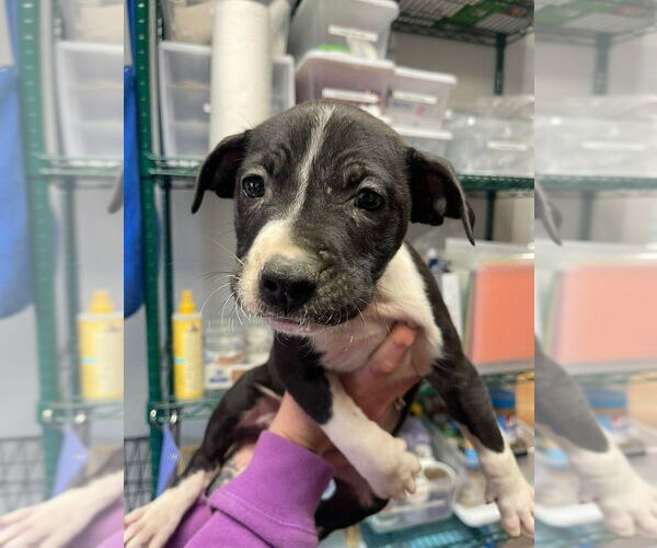 Medium Photo #1 Mutt Puppy For Sale in Bolivar, MO, USA