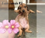 Small #5 Dachshund