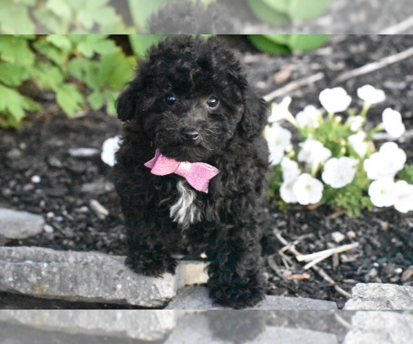 Medium Photo #4 Bichpoo Puppy For Sale in ELDORADO, OH, USA
