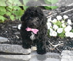 Small #3 Bichpoo