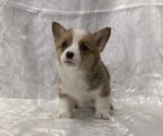 Small #1 Pembroke Welsh Corgi