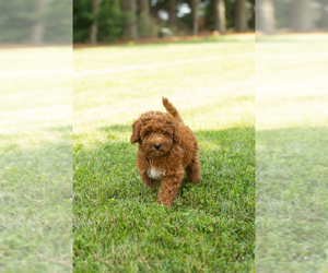 Goldendoodle-Poodle (Miniature) Mix Puppy for sale in BREMEN, IN, USA