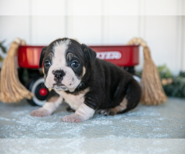 Medium Photo #15 Victorian Bulldog Puppy For Sale in MILLERSBURG, IN, USA