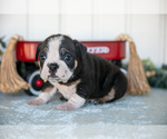 Small Photo #15 Victorian Bulldog Puppy For Sale in MILLERSBURG, IN, USA