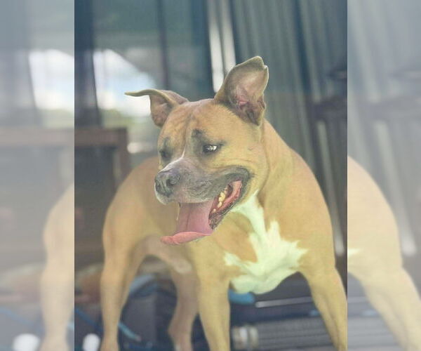 Medium Photo #4 Bullboxer Pit Puppy For Sale in Tampa, FL, USA