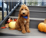 Image preview for Ad Listing. Nickname: Hunter