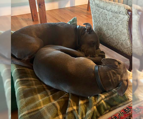 Medium Photo #3 American Pit Bull Terrier-Unknown Mix Puppy For Sale in Davis, CA, USA