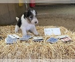 Puppy Girl 4 Wire Fox Terrier
