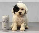 Small Photo #3 Havanese-Maltipoo Mix Puppy For Sale in SAN DIEGO, CA, USA