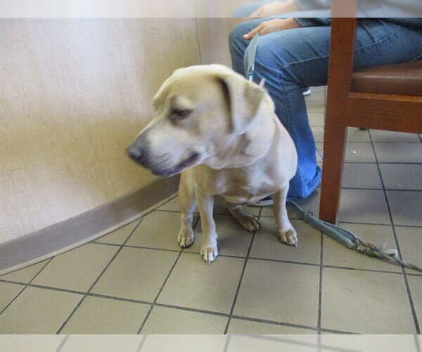 Medium Photo #1 American Pit Bull Terrier Puppy For Sale in Ocala, FL, USA