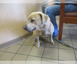 American Pit Bull Terrier Dogs for adoption in Ocala, FL, USA