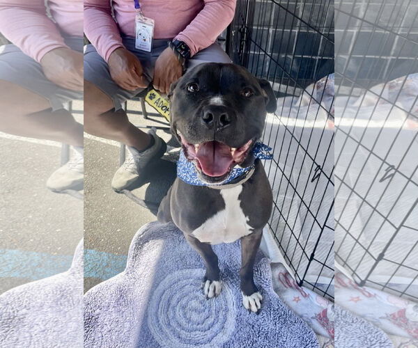 Medium Photo #3 American Pit Bull Terrier-Unknown Mix Puppy For Sale in Berkeley, CA, USA