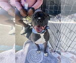 Small #2 American Pit Bull Terrier Mix