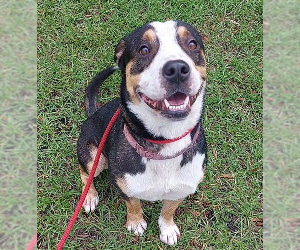 Medium Photo #1 Mutt Puppy For Sale in Fort Lauderdale, FL, USA