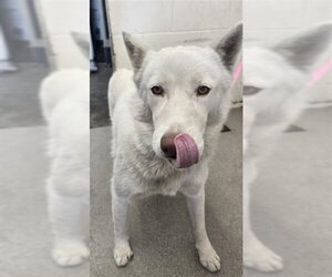 German Shepherd Dog Dogs for adoption in San Bernardino, CA, USA