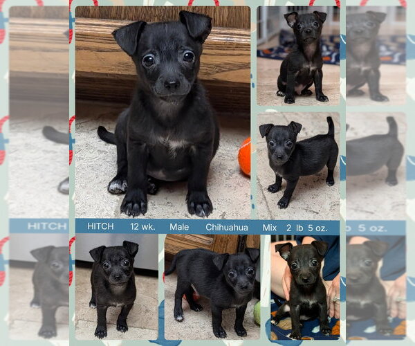 Medium Photo #1 Chihuahua Puppy For Sale in Mesa, AZ, USA