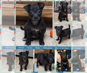 Chihuahua Dogs for adoption in Mesa, AZ, USA